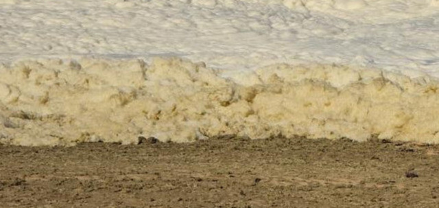 Bloom Shows Signs of Dissipation | the Whyalla News