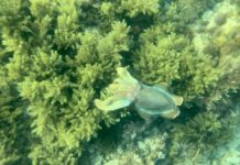 New cuttlefish protections