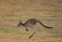 Help to handle kangaroo numbers