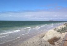 Beach seagrass relocated