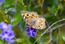 Whyalla’s winged invaison