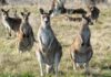Roo surveys take flight