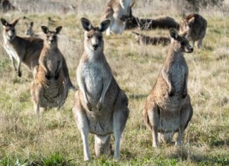 Roo surveys take flight